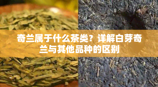 奇兰属于什么茶类？详解白芽奇兰与其他品种的区别