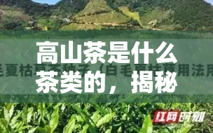 高山茶是什么茶类的，揭秘高山茶：它属于哪种茶类？