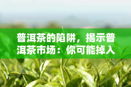 普洱茶的陷阱，揭示普洱茶市场：你可能掉入的陷阱