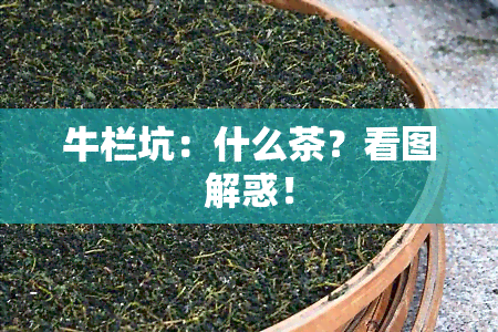 牛栏坑：什么茶？看图解惑！