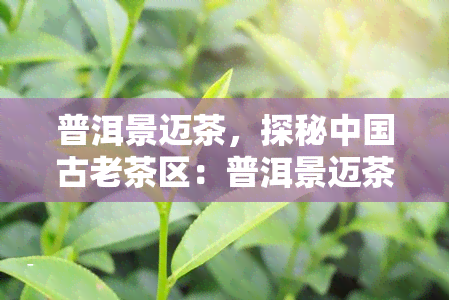 普洱景迈茶，探秘中国古老茶区：普洱景迈茶的魅力与故事