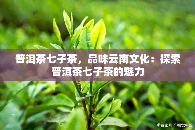 普洱茶七子茶，品味云南文化：探索普洱茶七子茶的魅力