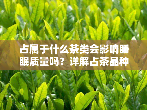 占属于什么茶类会影响睡眠质量吗？详解占茶品种及其最适合制作的茶品