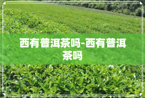 西有普洱茶吗-西有普洱茶吗