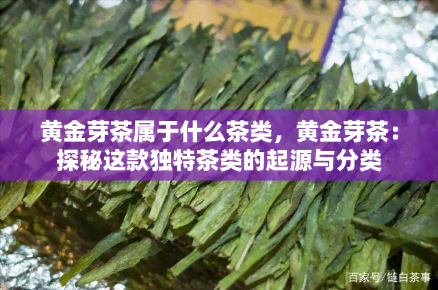 黄金芽茶属于什么茶类，黄金芽茶：探秘这款独特茶类的起源与分类