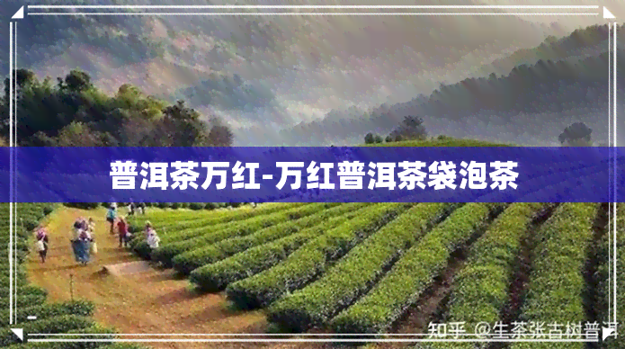 普洱茶万红-万红普洱茶袋泡茶