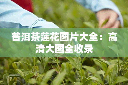 普洱茶莲花图片大全：高清大图全收录