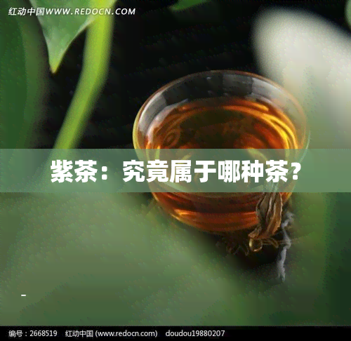 紫茶：究竟属于哪种茶？