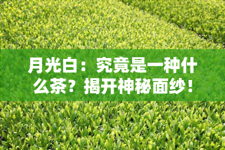 月光白：究竟是一种什么茶？揭开神秘面纱！