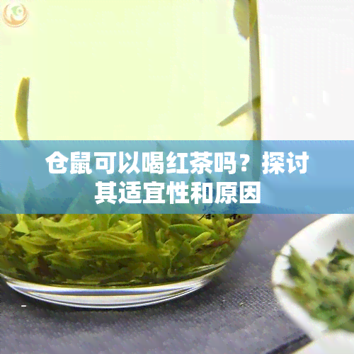 仓鼠可以喝红茶吗？探讨其适宜性和原因