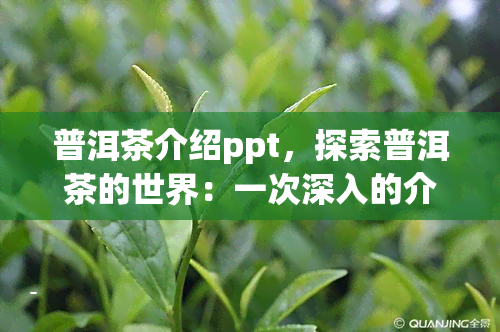 普洱茶介绍ppt，探索普洱茶的世界：一次深入的介绍