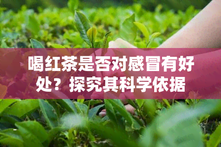 喝红茶是否对感冒有好处？探究其科学依据