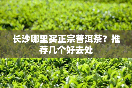 长沙哪里买正宗普洱茶？推荐几个好去处