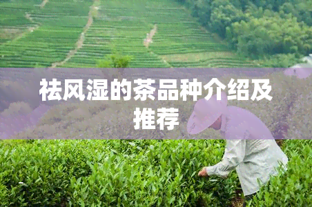 祛风湿的茶品种介绍及推荐