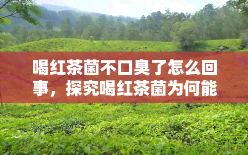 喝红茶菌不口臭了怎么回事，探究喝红茶菌为何能改善口气问题？