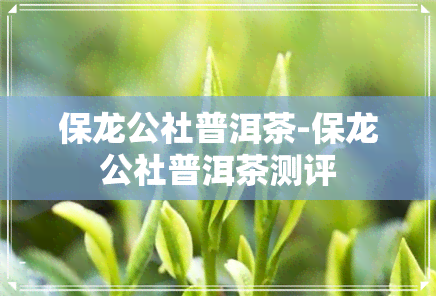 保龙公社普洱茶-保龙公社普洱茶测评