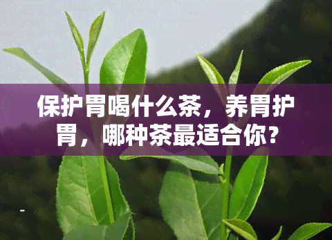 保护胃喝什么茶，养胃护胃，哪种茶最适合你？