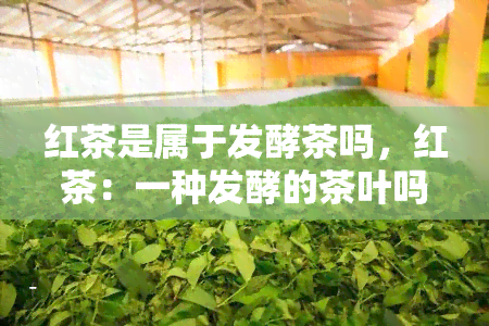 红茶是属于发酵茶吗，红茶：一种发酵的茶叶吗？