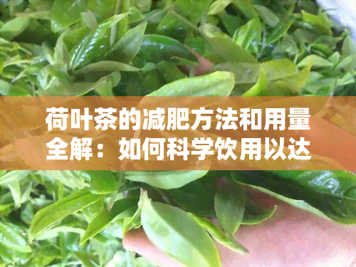 荷叶茶的减肥方法和用量全解：如何科学饮用以达到效果？