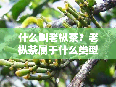 什么叫老枞茶？老枞茶属于什么类型的茶？