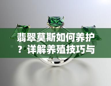 翡翠莫斯如何养护？详解养殖技巧与注意事项！