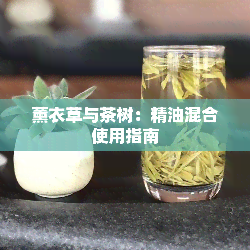 薰衣草与茶树：精油混合使用指南