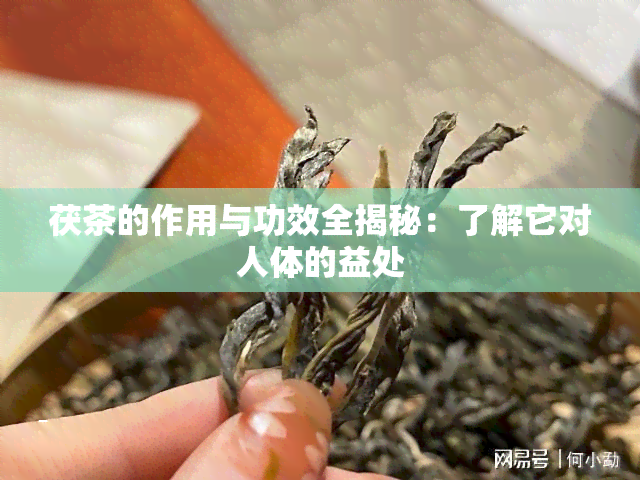 茯茶的作用与功效全揭秘：了解它对人体的益处