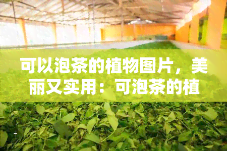 可以泡茶的植物图片，美丽又实用：可泡茶的植物图片大