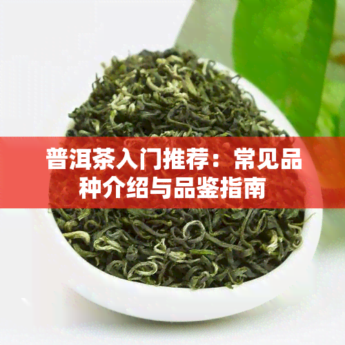 普洱茶入门推荐：常见品种介绍与品鉴指南