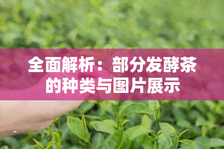 全面解析：部分发酵茶的种类与图片展示