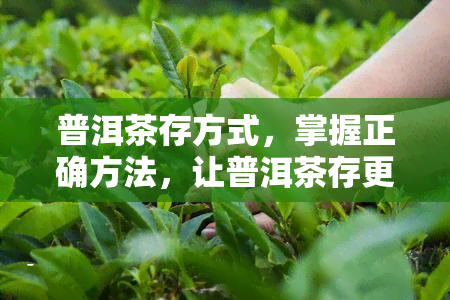 普洱茶存方式，掌握正确方法，让普洱茶存更长久！——普洱茶存方式详解