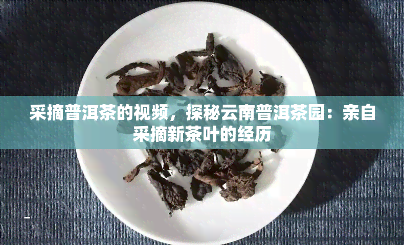 采摘普洱茶的视频，探秘云南普洱茶园：亲自采摘新茶叶的经历