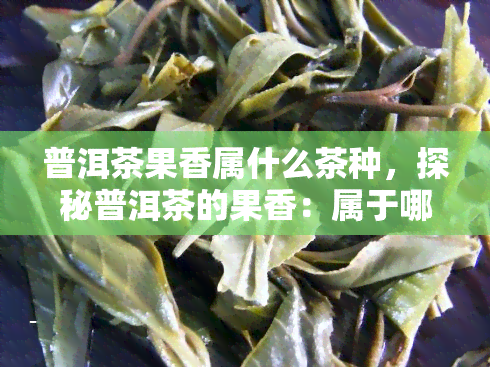 普洱茶果香属什么茶种，探秘普洱茶的果香：属于哪种茶种？