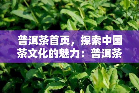 普洱茶首页，探索中国茶文化的魅力：普洱茶首页