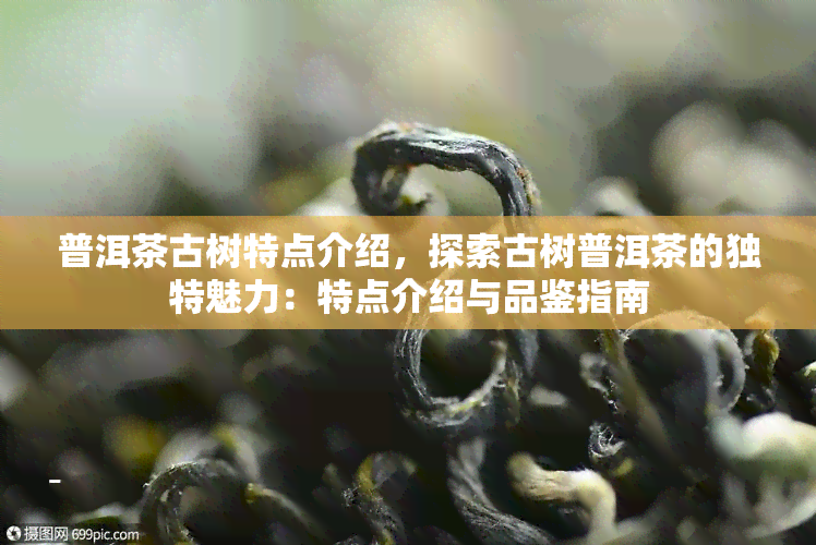 普洱茶古树特点介绍，探索古树普洱茶的独特魅力：特点介绍与品鉴指南