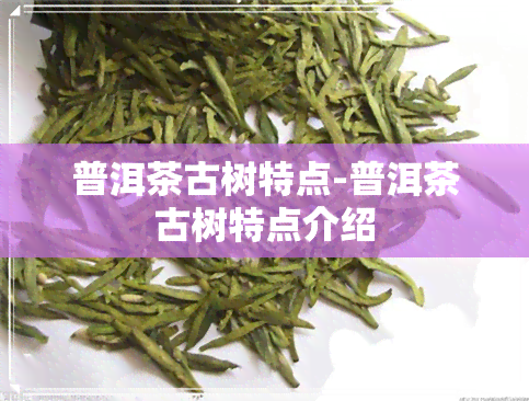 普洱茶古树特点-普洱茶古树特点介绍