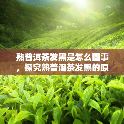 熟普洱茶发黑是怎么回事，探究熟普洱茶发黑的原因及解决方法