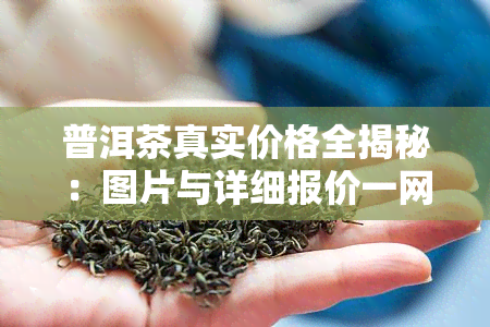 普洱茶真实价格全揭秘：图片与详细报价一网打尽