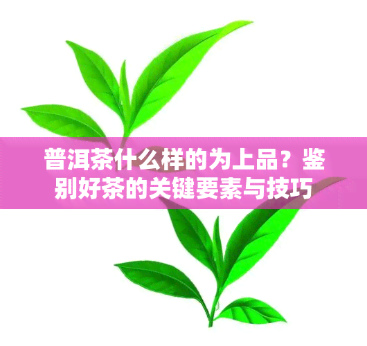 普洱茶什么样的为上品？鉴别好茶的关键要素与技巧