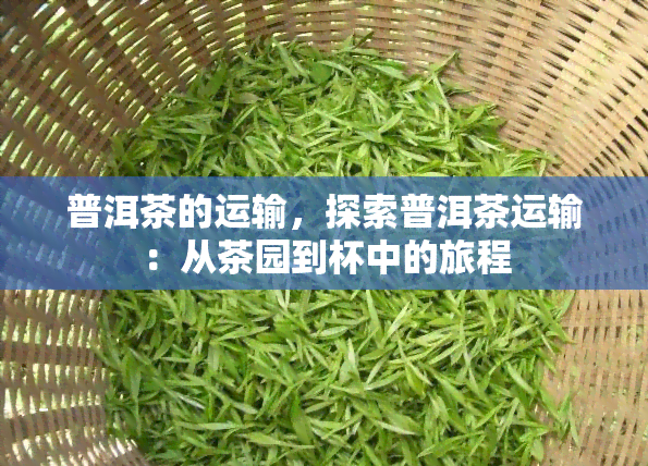 普洱茶的运输，探索普洱茶运输：从茶园到杯中的旅程