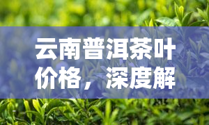 云南普洱茶叶价格，深度解析：云南普洱茶叶市场价格趋势与品质评估