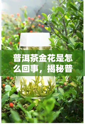 普洱茶金花是怎么回事，揭秘普洱茶中的金花现象：你所不知道的茶叶秘密