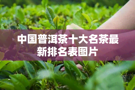 中国普洱茶十大名茶最新排名表图片