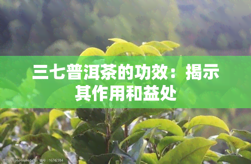 三七普洱茶的功效：揭示其作用和益处