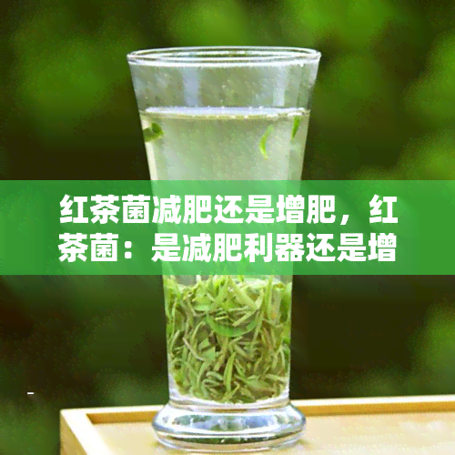 红茶菌减肥还是增肥，红茶菌：是减肥利器还是增肥元凶？