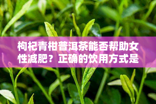 枸杞青柑普洱茶能否帮助女性减肥？正确的饮用方式是什么？