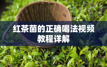 红茶菌的正确喝法视频教程详解