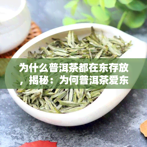 为什么普洱茶都在东存放，揭秘：为何普洱茶爱东的湿热气候？