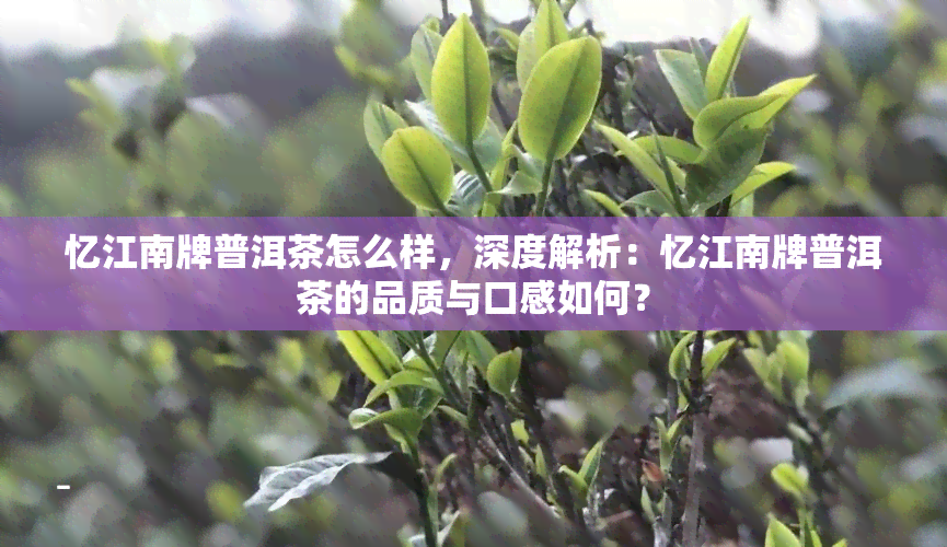 忆江南牌普洱茶怎么样，深度解析：忆江南牌普洱茶的品质与口感如何？