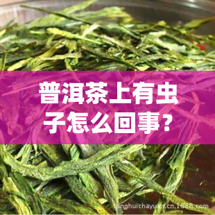 普洱茶上有虫子怎么回事？详解原因及处理方法